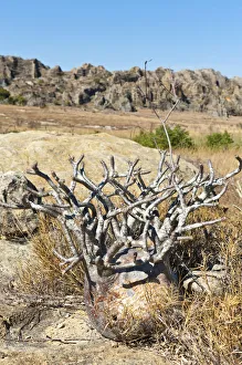 Toliara Gallery: Elephants Foot Plant -Pachypodium rosulatum-, Isalo National Park, at Ranohira, Madagascar