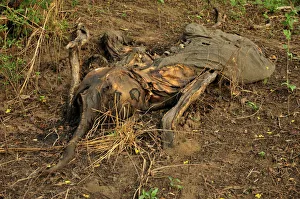 One of the elephants killed by Sudanese poachers on 5 March 2012, Bouba-Ndjida National Park One of the elephants killed by Sudanese poachers on 5 March 2012, Bouba-Ndjida National Park