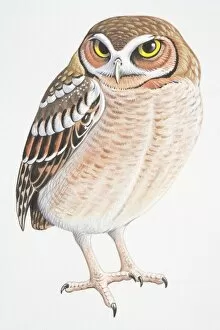 Feather Collection: Elf Owl (Micrathene whitneyi)
