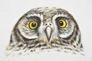 Elf Owl, Micrathene whitneyi, head and eyes, front view Elf Owl, Micrathene whitneyi, head and eyes, front view