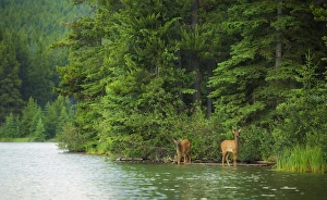 <b class=qtipBold><figcaption>Elk Calves</figcaption></b><br>A pair of elk calves wade into a small lake in Banff National Park, Alberta.<br><em>© 2016 Chase Dekker Wild-Life Images</em> Elk Calves