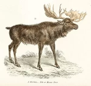 Elk engraving 1803
