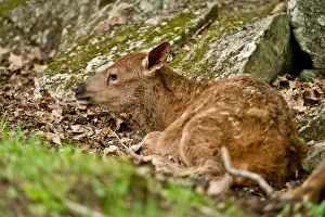 <b class=qtipBold><figcaption>Elk Fawn</figcaption></b><br>A very young Elk is lying on the ground.<br><em>© copyright 2014</em> Elk Fawn