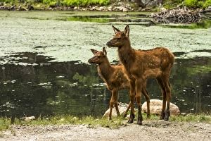 <b class=qtipBold><figcaption>Two Elk Fawns</figcaption></b><br>Two young Elk Fawns<br><em>© copyright 2016</em> Two Elk Fawns