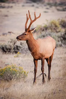 Elk in Yellowstone National Park Elk in Yellowstone National Park