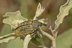Elongated Bean Weevil or Snout Beetle -Lixus algirus-, Palaiokastro, Serres, Macedonia Elongated Bean Weevil or Snout Beetle -Lixus algirus-, Palaiokastro, Serres, Macedonia