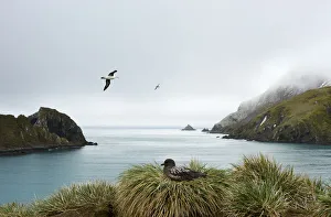 <b class=qtipBold><figcaption>Elsehul Cove</figcaption></b><br>A Subantarctic Skua (Catharacta antarctica) rests on a grass tussock while Albatross fly past.Elsehul Cove<br><em>© Ben Cranke</em> Elsehul Cove