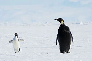 Images Dated 29th December 2008: Emperor and AdA lie Penguins, Antarctica