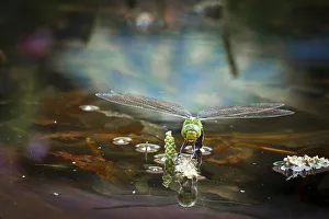 Emperor Dragonfly or Blue Emperor -Anax imperator-, female laying eggs Emperor Dragonfly or Blue Emperor -Anax imperator-, female laying eggs