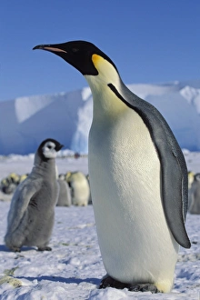 Emperor penguin -Aptenodytes forsteri- with chick on ice shelf, Weddell Sea, Antarctica Emperor penguin -Aptenodytes forsteri- with chick on ice shelf, Weddell Sea, Antarctica