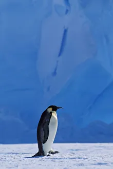 Emperor penguin -Aptenodytes forsteri- walking in front of an iceberg, Weddell Sea Emperor penguin -Aptenodytes forsteri- walking in front of an iceberg, Weddell Sea