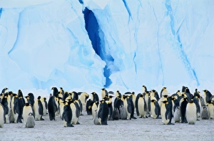 Emperor Penguin Colony (Aptenodytes Forsteri) Standing Near Iceberg Emperor Penguin Colony (Aptenodytes Forsteri) Standing Near Iceberg
