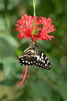 Swallowtail Gallery: Emperor Swallowtail -Papilio ophidicephalus-