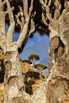 Travel imagery/remote places socotra yemen/endemic species frame beauty nature forest Travel imagery/remote places socotra yemen/endemic species frame beauty nature forest