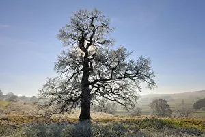 English oak, pedunculate oak -Quercus robur-, winter landscape with hoar-frost, Swabian Alps, Baden-Wuerttemberg English oak, pedunculate oak -Quercus robur-, winter landscape with hoar-frost, Swabian Alps, Baden-Wuerttemberg