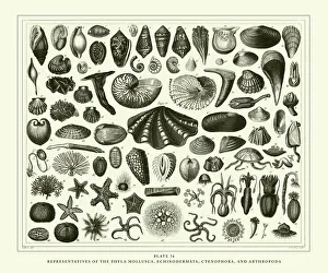 Engraved Antique, Representatives of the Phyla Mollusca, Echindermata, Ctenophora Engraved Antique, Representatives of the Phyla Mollusca, Echindermata, Ctenophora
