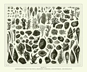 Engraved Antique, Representatives of the Phyla Porifera, Coelenterata and Mollusca Engraved Antique, Representatives of the Phyla Porifera, Coelenterata and Mollusca