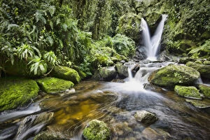 Enocks Falls near Sine Hut, montane forest vegetation zone, Kilembe Route, Rwenzori National Park, Kasese District