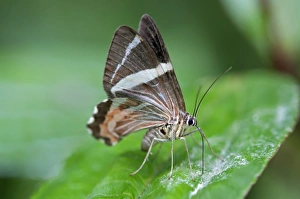 Erateina moth -Erateina sp.-, Tandayapa region, Andean cloud forest, Ecuador Erateina moth -Erateina sp.-, Tandayapa region, Andean cloud forest, Ecuador
