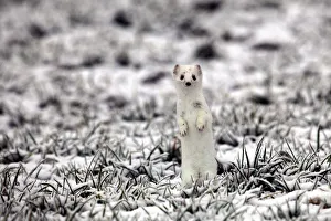 Ermine -Mustela erminea- in its winter coat on a hoarfrost-covered meadow, Allgaeu Ermine -Mustela erminea- in its winter coat on a hoarfrost-covered meadow, Allgaeu