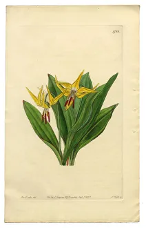 Erythronium Grandiflorum Victorian Botanical Illustration, American Dogas Tooth Violet Erythronium Grandiflorum Victorian Botanical Illustration, American Dogas Tooth Violet