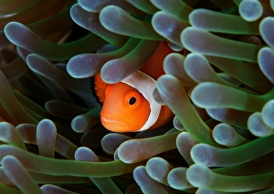 <b class=qtipBold><figcaption>Eternal theme</figcaption></b><br>Amphiprion ocellaris - False clown anemonfish (Western clownfish).<br><em>© Andrey Narchuk</em> Eternal theme