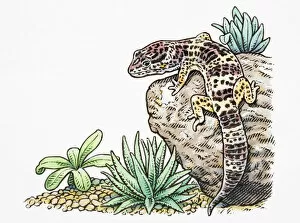 Leopard Collection: Eublepharis macularius, Leopard Gecko climbing rock, rear view