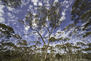 Eucalyptus trees and dramatic clouds, Australia Eucalyptus trees and dramatic clouds, Australia