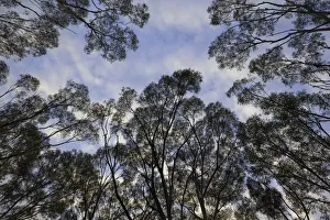 Eucalyptus trees against morning clouds, Australia Eucalyptus trees against morning clouds, Australia