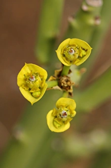 Euphorbia dregeana, Goegap Nature Reserve, Namaqualand, South Africa Euphorbia dregeana, Goegap Nature Reserve, Namaqualand, South Africa