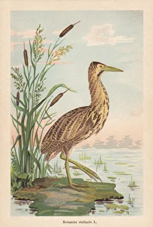 Eurasian bittern (Botaurus stellaris), chromolithograph, published in 1896 Eurasian bittern (Botaurus stellaris), chromolithograph, published in 1896