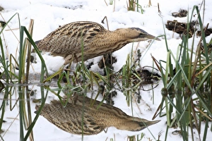 Eurasian Bittern or Great Bittern (Botaurus stellaris) in the snow Eurasian Bittern or Great Bittern (Botaurus stellaris) in the snow