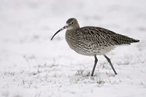 Eurasian Curlew -Numenius arquata- in snow Eurasian Curlew -Numenius arquata- in snow