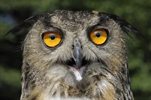 <b class=qtipBold><figcaption>Eurasian eagle owl (Bubo bubo)</figcaption></b><br><em>© This content is subject to copyright.</em> Eurasian eagle owl (Bubo bubo)