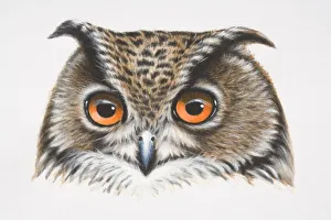 Eurasian Eagle-Owl, Bubo bubo, head of owl, front view Eurasian Eagle-Owl, Bubo bubo, head of owl, front view