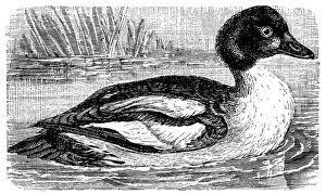 Boreal Forest Gallery: Eurasian goldeneye (Bucephala clangula clangula)