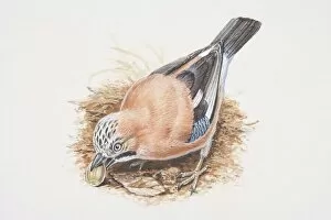 Eurasian Jay, Garrulus glandarius, bird eating an acorn
