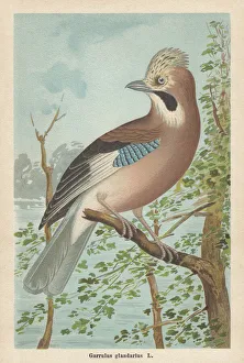 Crows And Jays Gallery: Eurasian Jay Collection