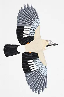 Eurasian Jay (Garrulus glandarius), adult Eurasian Jay (Garrulus glandarius), adult