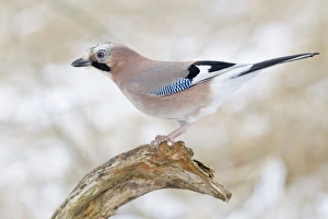 Eurasian Jay -Garrulus glandarius- on a branch, North Hesse, Hesse, Germany Eurasian Jay -Garrulus glandarius- on a branch, North Hesse, Hesse, Germany