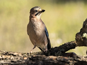 Eurasian Jay (Garrulus glandarius), put on a trunk . Spain Eurasian Jay (Garrulus glandarius), put on a trunk . Spain
