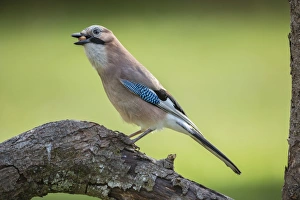 Eurasian Jay -Garrulus glandarius-, Tyrol, Austria Eurasian Jay -Garrulus glandarius-, Tyrol, Austria