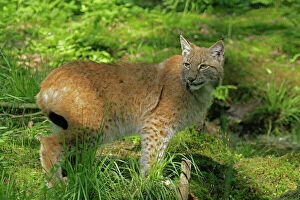 Carnivora Gallery: Eurasian lynx (Lynx lynx)