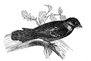Eurasian nightjar (Caprimulgus europaeus) Eurasian nightjar (Caprimulgus europaeus)