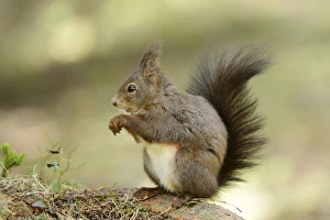 Eurasian Red Squirrel -Sciurus vulgaris- during feeding, Graubunden, Canton of Graubunden Eurasian Red Squirrel -Sciurus vulgaris- during feeding, Graubunden, Canton of Graubunden