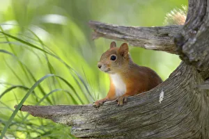 Eurasian Red Squirrel -Sciurus vulgaris- looks curiously out from behind an old pine Eurasian Red Squirrel -Sciurus vulgaris- looks curiously out from behind an old pine