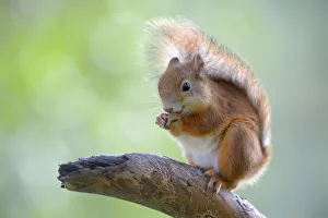 Eurasian Red Squirrel -Sciurus vulgaris- on a pine branch, Nationalpark Oulanka Eurasian Red Squirrel -Sciurus vulgaris- on a pine branch, Nationalpark Oulanka