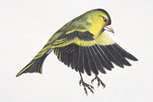 Eurasian Siskin, Carduelis spinus, preparing to land on tree branch by flapping down its Eurasian Siskin, Carduelis spinus, preparing to land on tree branch by flapping down its