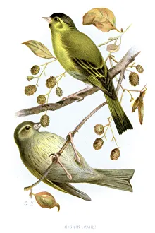 Eurasian Siskin - Carduelis spinus Eurasian Siskin - Carduelis spinus
