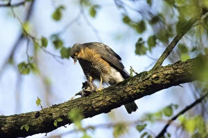 Images Dated 21st April 2004: Eurasian Sparrowhawk -Accipiter nisus-, male with prey, plucking, Upper Bavaria, Bavaria, Germany